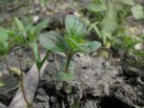 Mentha arvensis