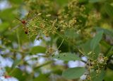 Cotinus coggygria