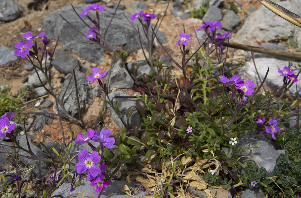 Image of Malcolmia flexuosa specimen.