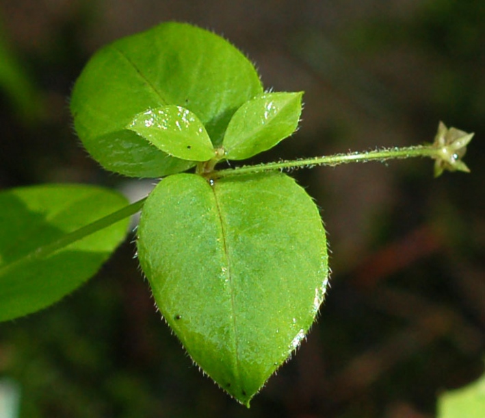 Изображение особи Pseudostellaria japonica.