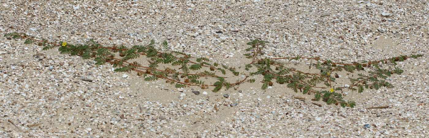 Изображение особи Tribulus terrestris.