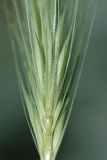 Hordeum leporinum