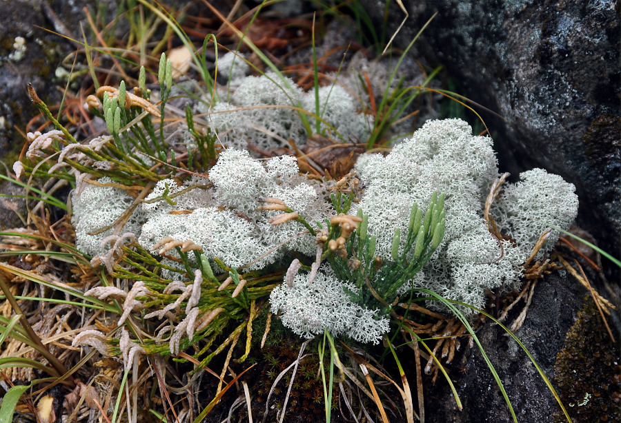 Изображение особи Diphasiastrum alpinum.