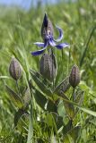 Clematis integrifolia