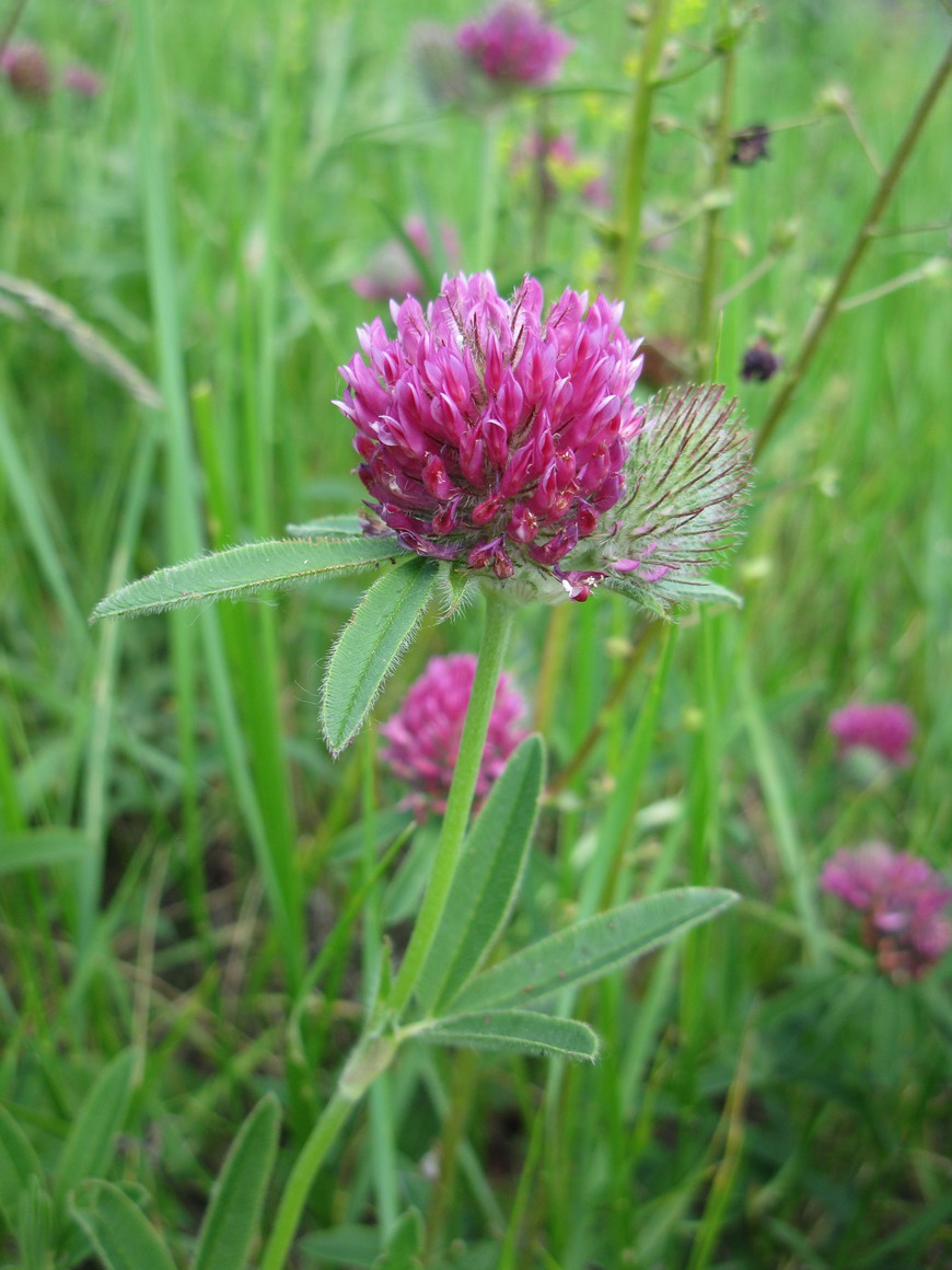 Изображение особи Trifolium alpestre.