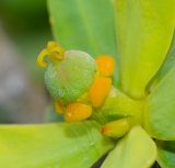 Euphorbia balsamifera. Пестичный циаций с завязавшимся плодом. Испания, автономное сообщество Канарские острова, остров Фуэртевентура, провинция Лас Пальмас, муниципалитет Ла Олива, пос. Эль Котильо, сквер, местный вид, используемый в озеленении. 12.03.2016.