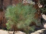 Spartium junceum. Взрослое растение. Греция, Дельфы, у подножия скал. 09.06.2009.