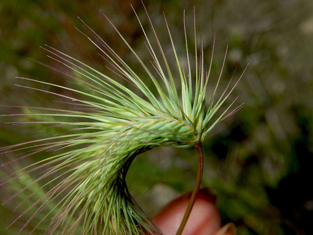 Изображение особи Hordeum geniculatum.