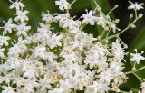 Sambucus nigra. Часть соцветия. Польша, Подляское воеводство, окр. Нарвянского национального парка. 25.06.2009.