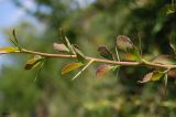 Berberis vulgaris