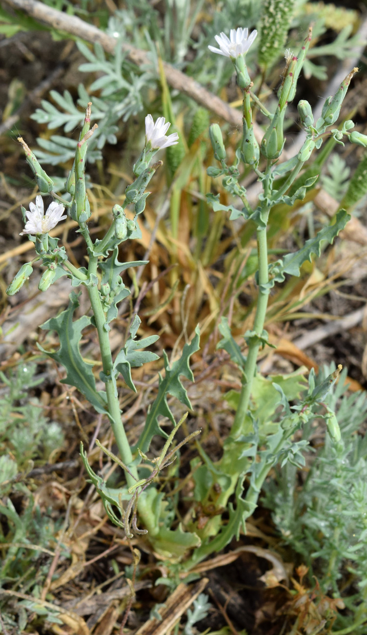 Изображение особи Lactuca undulata.