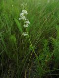 Galium mollugo