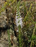 Veronica pinnata