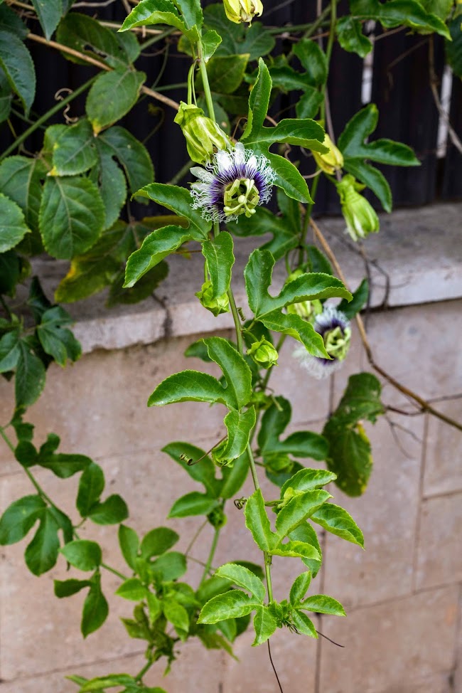 Изображение особи Passiflora edulis.