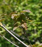 Acer tataricum