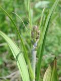 Veratrum nigrum