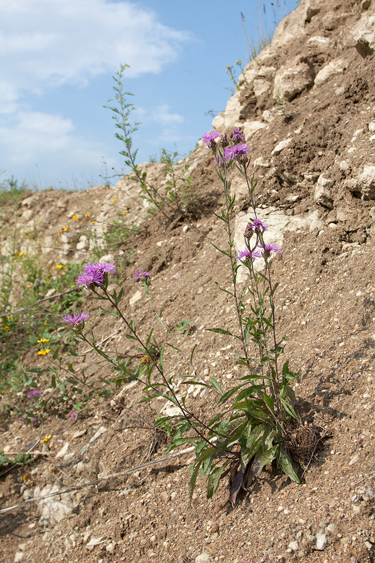 Изображение растения Centaurea jacea.