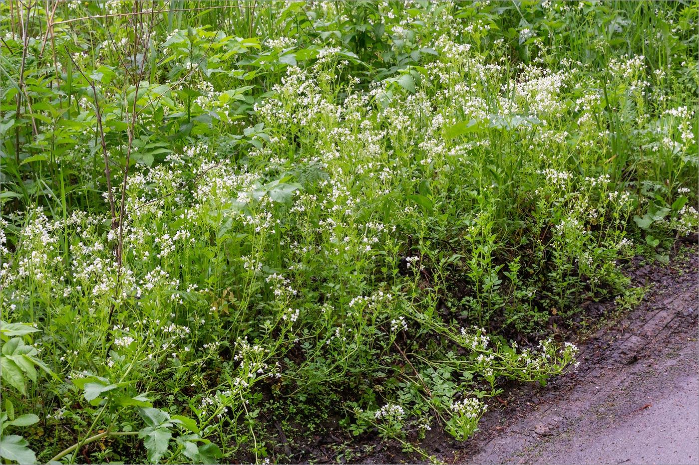 Изображение особи Cardamine amara.