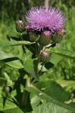 Cirsium helenioides