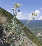 Seseli gummiferum. Цветущее растение. Южный Берег Крыма, сев.-вост. склон горы Аю-Даг, скальник. 06.08.2019.