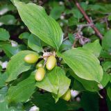 Cornus mas