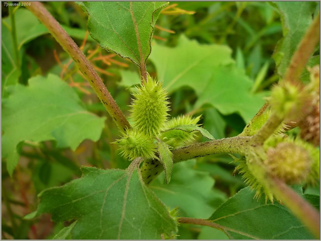 Изображение особи Xanthium orientale.