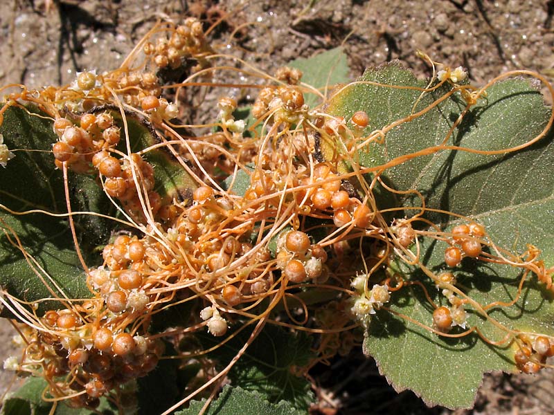 Изображение особи Cuscuta campestris.