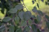 Betula albosinensis