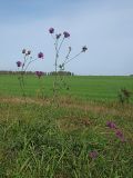 Centaurea scabiosa