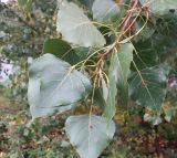 Populus &times; canadensis