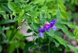 Lathyrus humilis. Соцветие и молодые листья. Красноярский край, Берёзовский р-н, национальный парк \"Красноярские Столбы\", Центральные Столбы, смешанный лес. 05.06.2022.