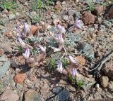 Astragalus ferganensis