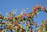 Cotoneaster multiflorus