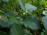 Solanum nigrum