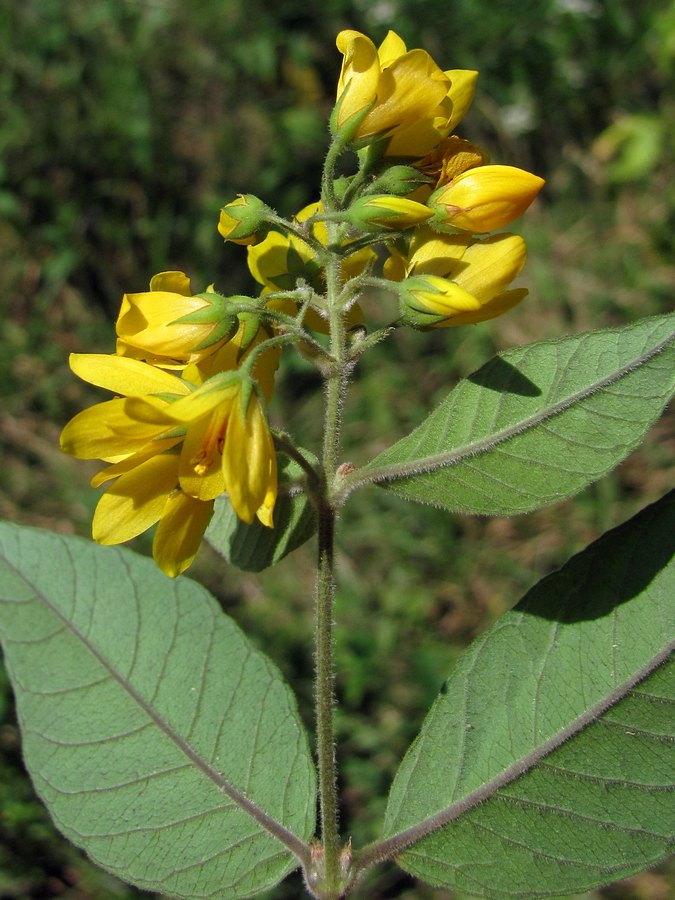 Изображение особи Lysimachia vulgaris.