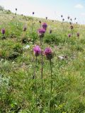 Centaurea alpestris