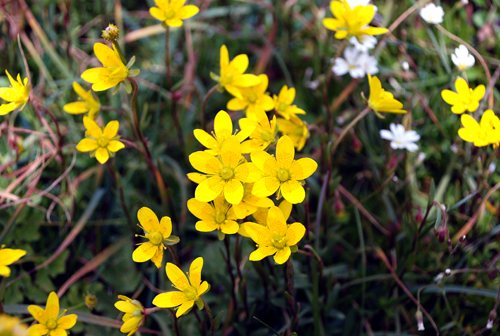 Изображение особи Saxifraga hirculus.