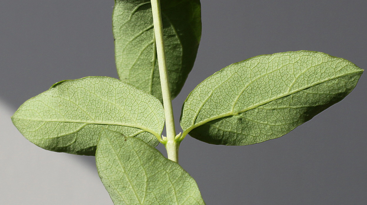 Изображение особи Symphoricarpos albus var. laevigatus.