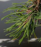 Pinus contorta