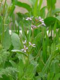 Chorispora tenella