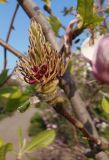Magnolia × soulangeana. Центральная часть цветка. Украина, г. Запорожье, Запорожский детский ботанический сад. 27.04.2013.