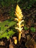 Orobanche hederae. Цветущее растение. Крым, пос. Отрадное, в зарослях, на склоне. 22.05.2013.