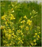 Sisymbrium volgense