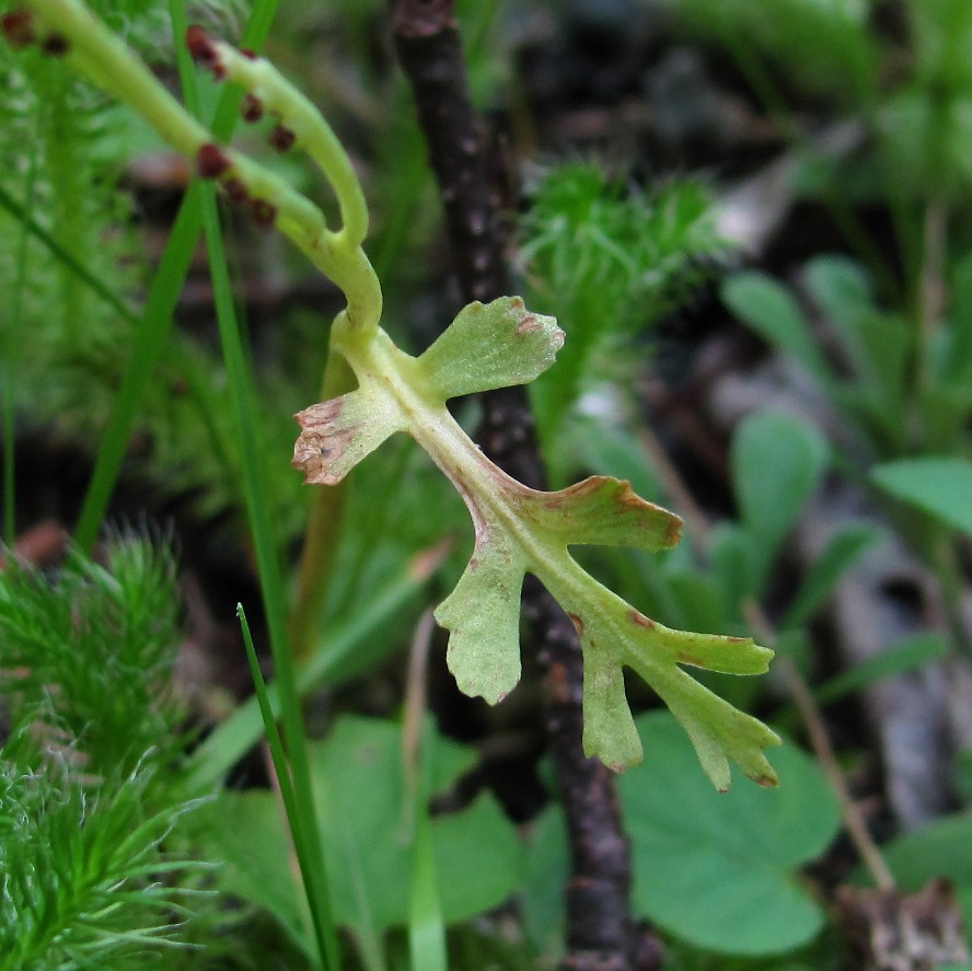 Изображение особи Botrychium matricariifolium.