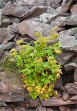 Ligusticum scoticum. Плодоносящее растение. Кольский п-ов, Терский берег Белого моря, недалеко от устья Лодочного ручья. 09.08.2013.