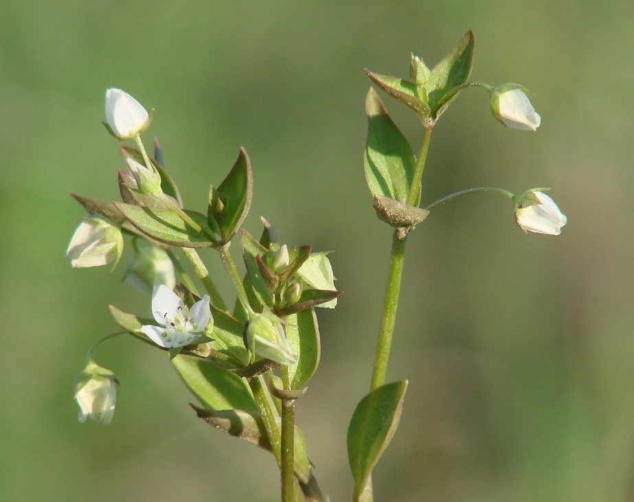 Изображение особи Anagallidium dichotomum.