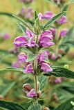 Phlomis regelii