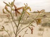 Matthiola fragrans