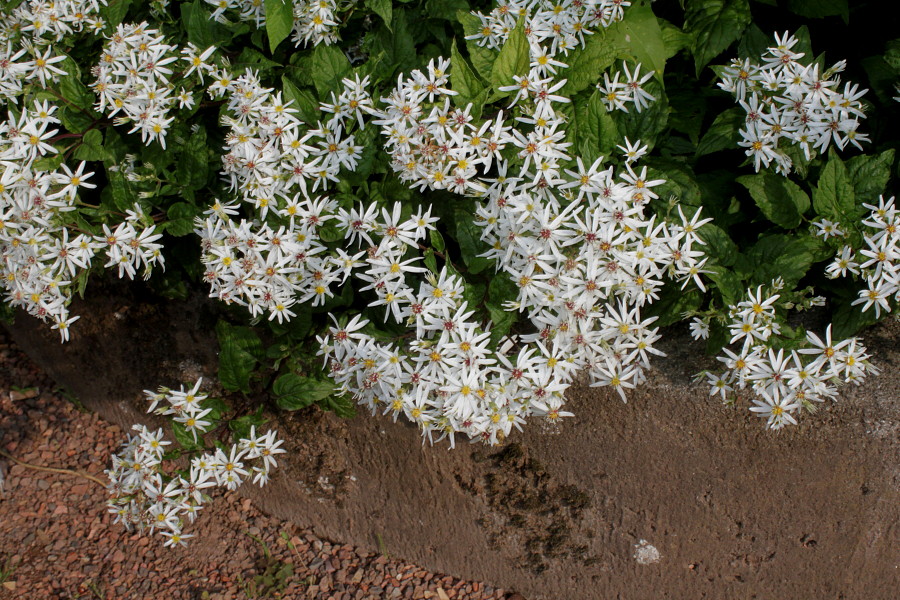 Изображение особи Eurybia divaricata.