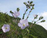 Linum lanuginosum. Верхушка цветущего растения. Краснодарский край, м/о Анапа, окр. пос. Супсех, приморский обрывисто-осыпной склон. 16.05.2015.